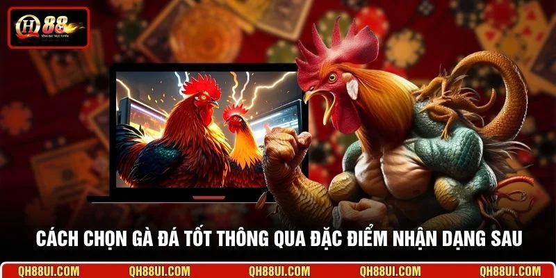 Cách chọn gà đá tốt thông qua đặc điểm nhận dạng sau