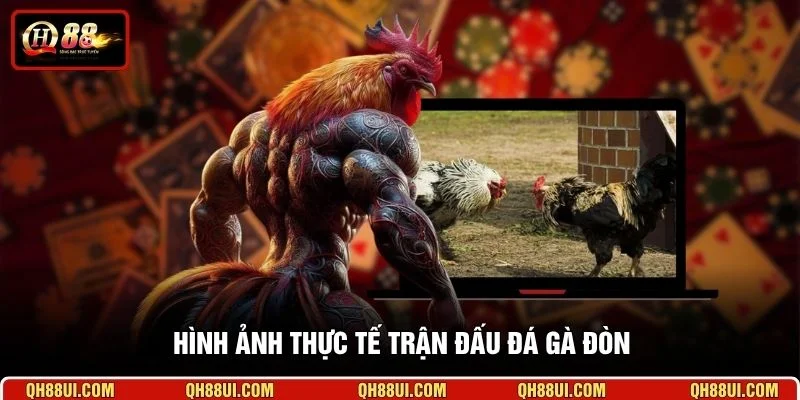 Hình ảnh thực tế trận đấu đá gà đòn