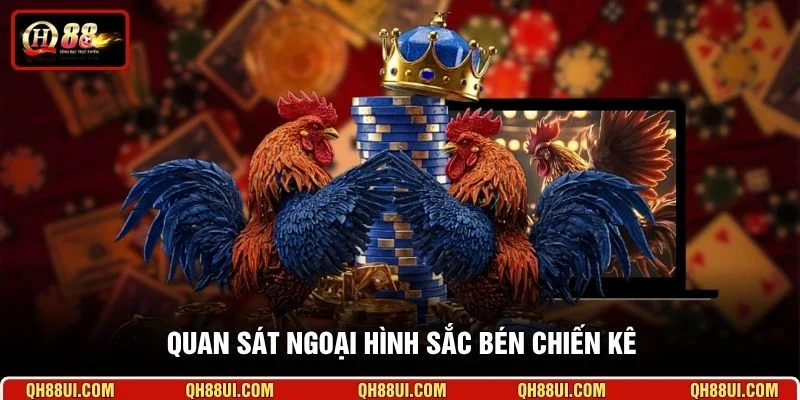 Quan sát ngoại hình sắc bén chiến kê